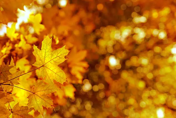 Photo of autumn yellows leaves