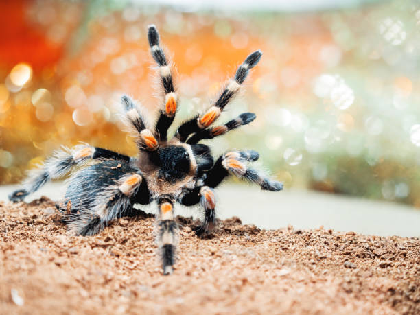 istock Tarantula spider. Dangerous insect in a special terrarium. 1063858476