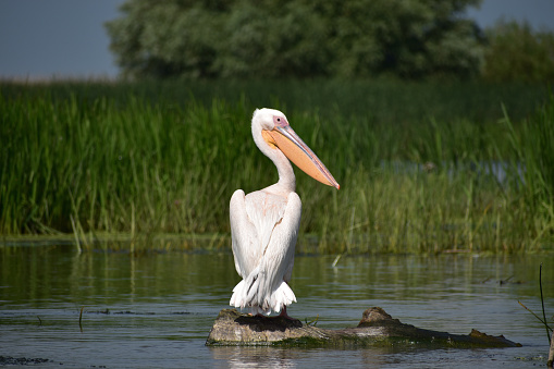 A pelican rests on a log and looks at you too