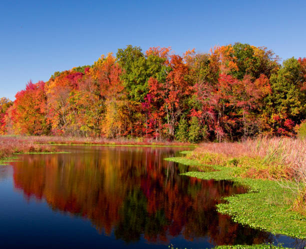 istock Beautiful autumn colors with blue sky and reflection in lake 1063860774