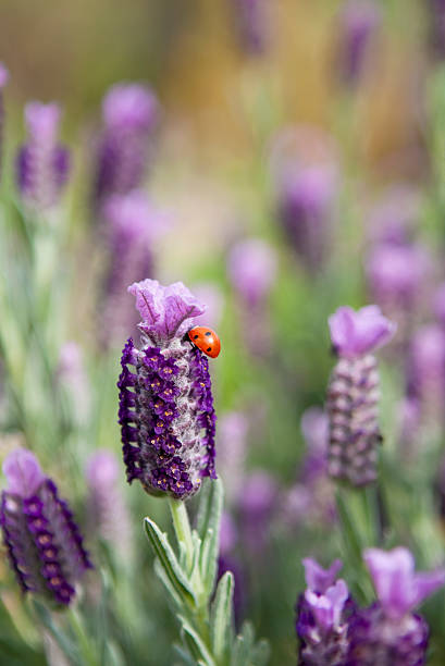 Spanish lavender with ladybug stock photo