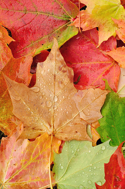 istock View From Above of a Colorful Maple Leaves 106386173