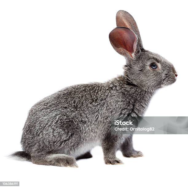 Rabbit - ふわふわのストックフォトや画像を多数ご用意 - ふわふわ, やわらか, カイウサギ