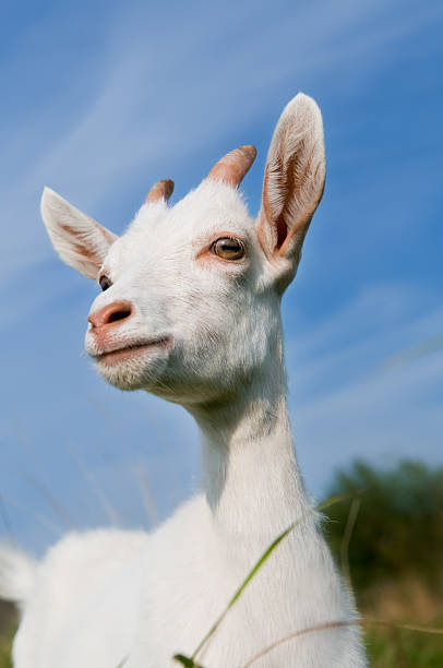 istock Young goat with little horns 106386195
