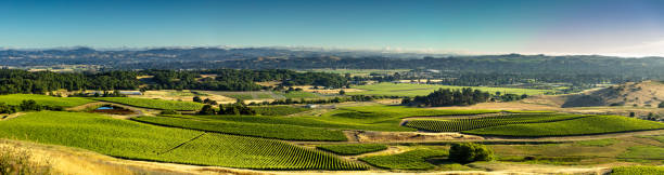 panorama aereo della splendida valle della coltivazione dell'uva in california - vineyard sonoma county california panoramic foto e immagini stock