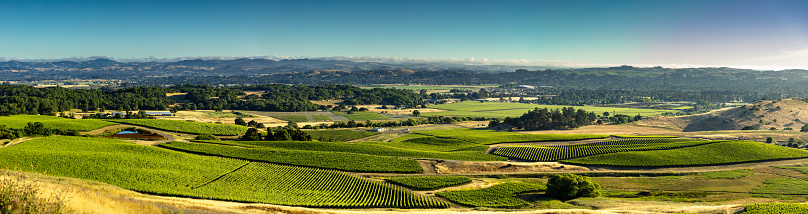 Aerial shot of lush green vineyards in Sonoma County, Northern California wine country.