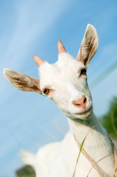 istock white little goat with horn 106386245
