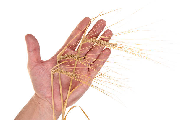 istock ears of rye in the hands 106386333