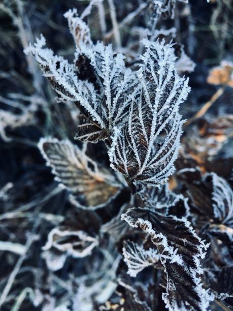 autumn leaves with snow