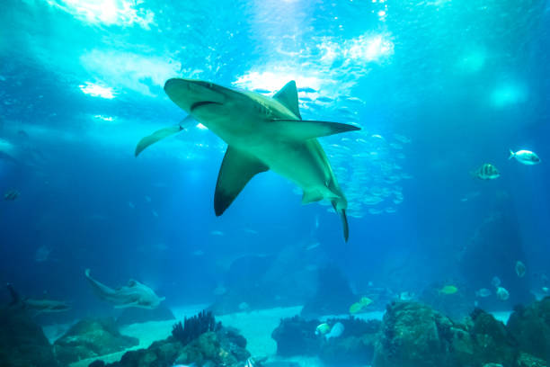 underwater white shark - starting at the bottom imagens e fotografias de stock