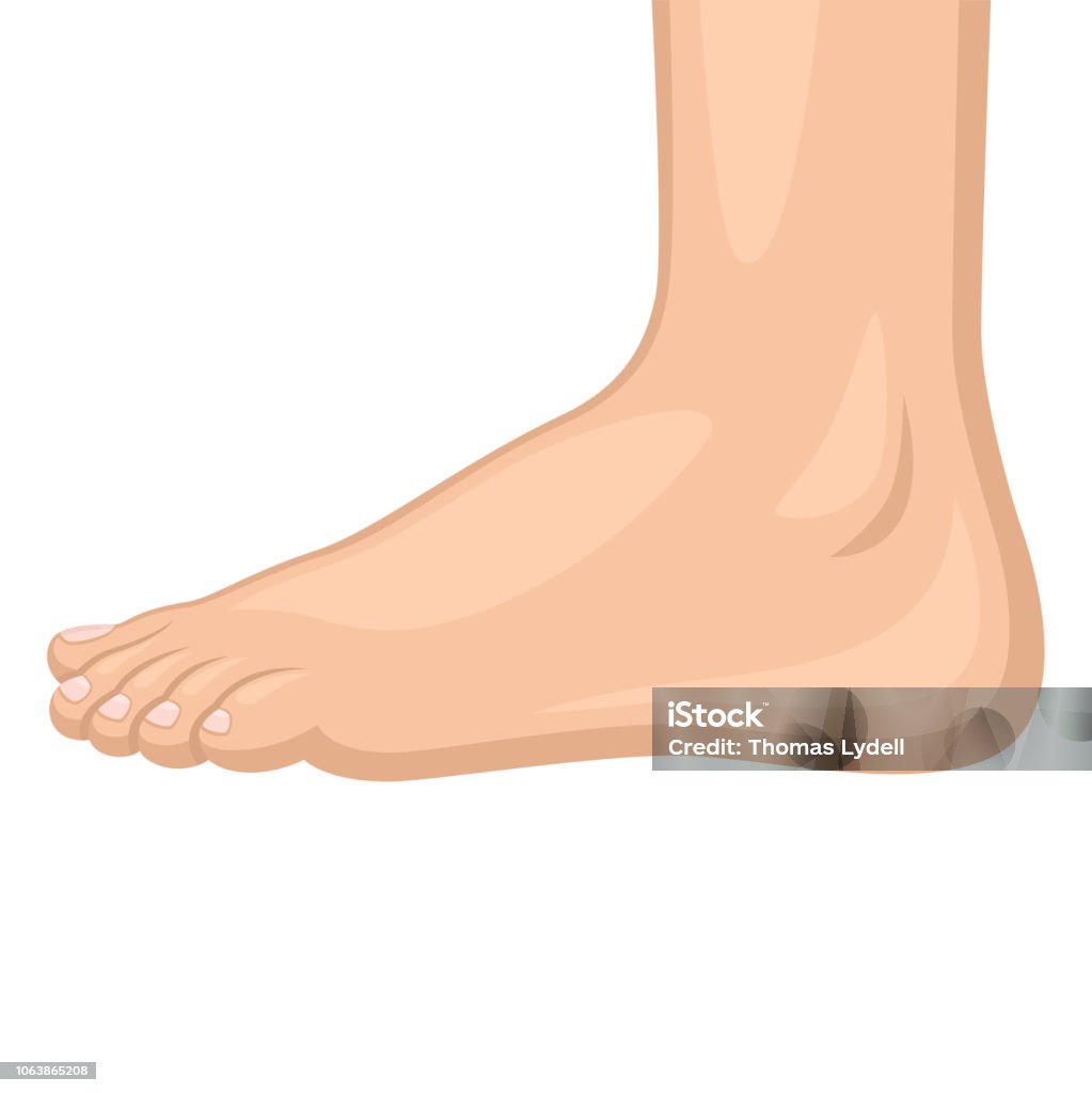 Photo: Afp/Getty människofot Foot stock vector