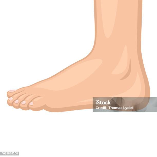 Photo Afp Getty Stock Illustration - Download Image Now - Foot, Ankle, Human Body Part