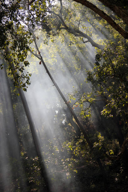 istock sun rays crossing the trees in the forest 1063865510