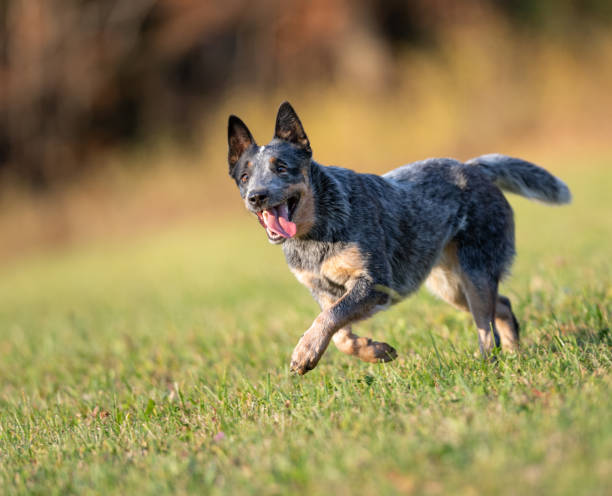 cane da bestiame australiano in una posa attenta - nature dog alertness animal foto e immagini stock