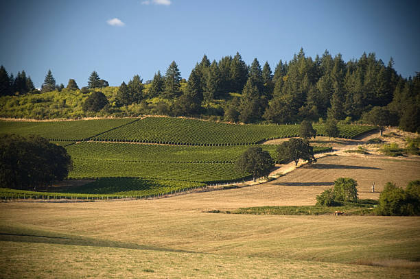 Hills of the Willamette Valley