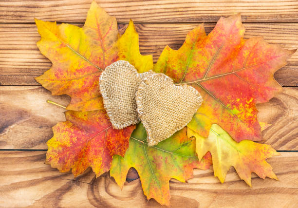 corazón de arpillera en otoño deja en mesa de madera. vista superior. - botany bright brown heart shape fotografías e imágenes de stock