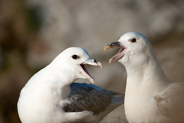 pair of nosey seagulls looking out to sea