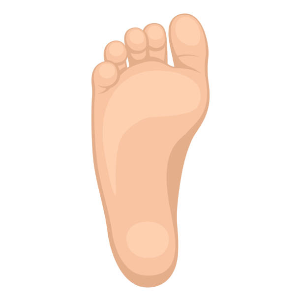 fotsula - sole of foot stock-grafiken, -clipart, -cartoons und -symbole