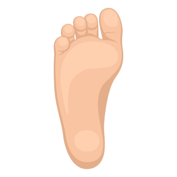 illustrazioni stock, clip art, cartoni animati e icone di tendenza di fotsula - human foot