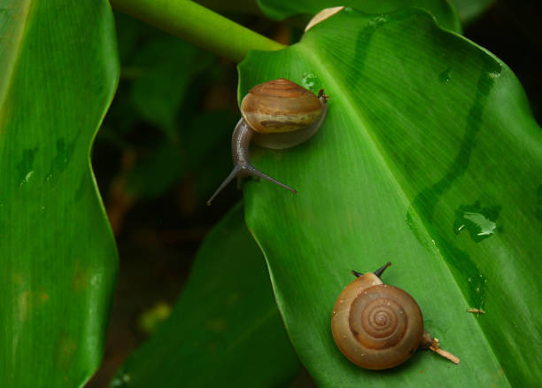 istock Couple of snails on a leaf. 1063871612