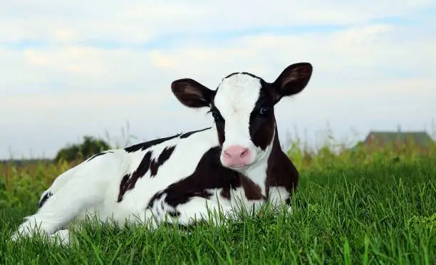 Photo of Cute Holstein calf laying in meadow early in the evening