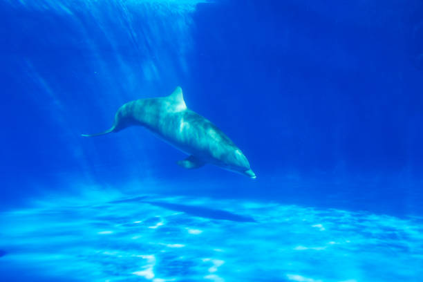 istock Dolphin swims under the water in aquarium 1063874616
