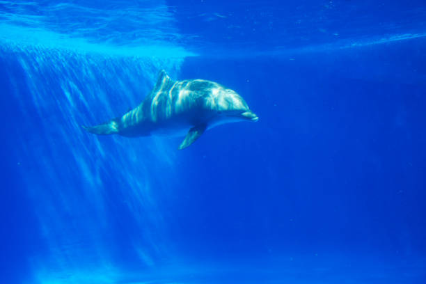 istock Dolphin swims under the water in aquarium 1063874674