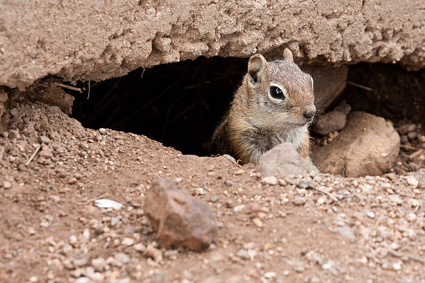 istock Chipmunk Popping Out of a Hole 106387476