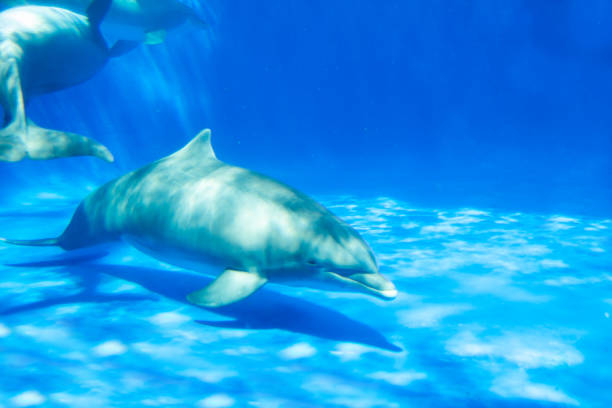 istock Dolphin swims under the water in aquarium 1063874998