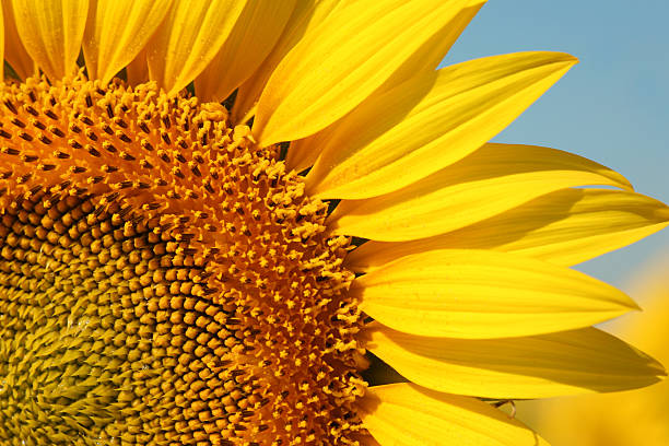 Sunflower stock photo