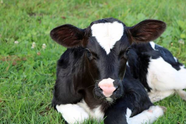 istock Very cute newborn Holstein calf laying on the grass 1063878024
