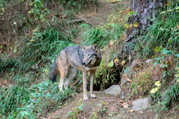 red wolf (canis rufus) przez den - red wolf zdjęcia i obrazy z banku zdjęć