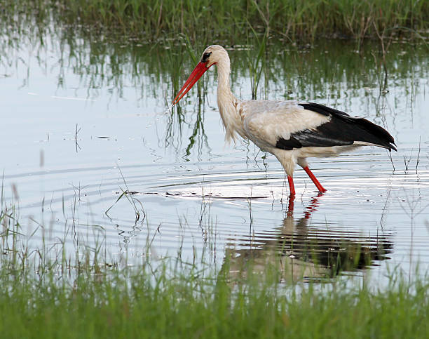 istock Ciconiidae - European White Stork (ciconia) 106387937