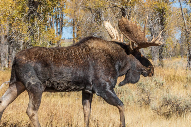 istock Shiras Bull Moose in the Fall rut 1063881980