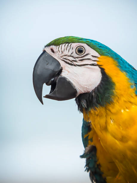 istock Young domesticated macaw parrot 1063882286