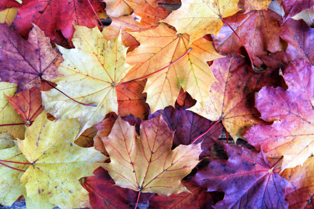 istock Autumnal vibrant colored maple leaves background 1063883724