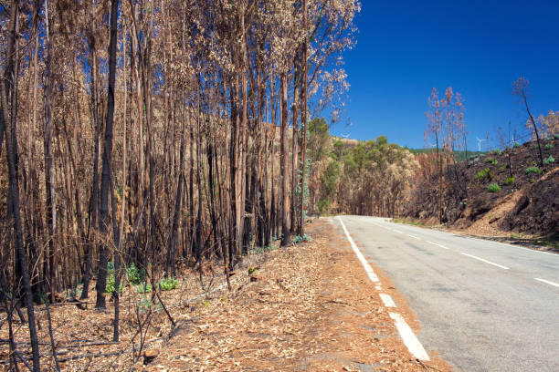 istock Burned forest after fire in Portugal 1063886488