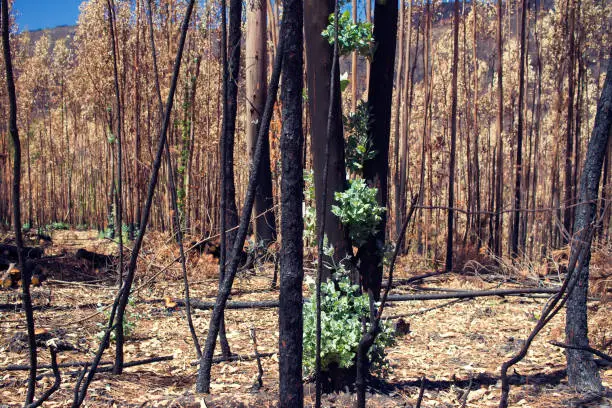 Burned forest after fire in Portugal