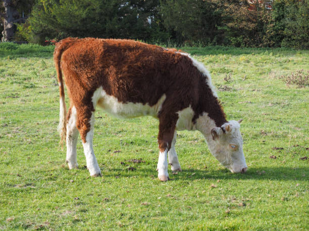 istock Coe Fen meadowland cattle in Cambridge 1063886854