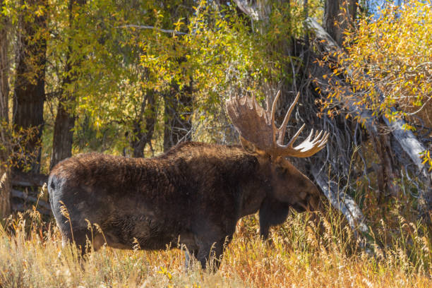 istock Shiras Bull Moose in the Fall rut 1063890318
