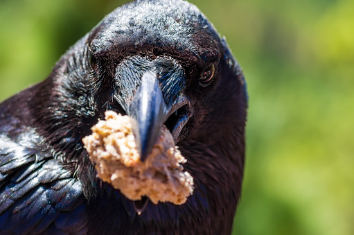 Portrait of a common raven, Corvus corax, holding a piece of bread in his beak