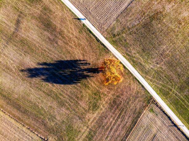 istock Single tree within the fields near a hiking trail. Autumn earth colours. 1063890924