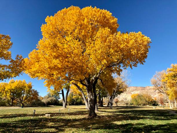 istock Golden Colorado Cottonwood Tree 1063893530
