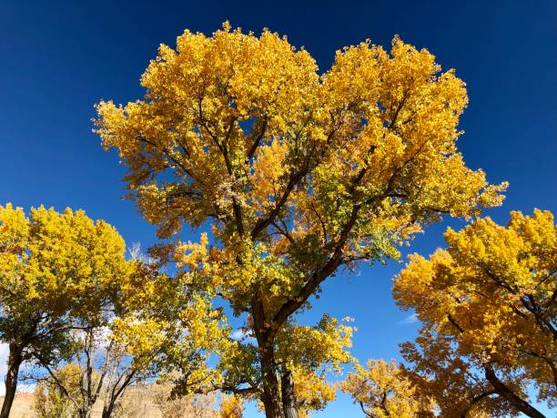 istock Autumn Leaves on a Colorado Cottonwood Tree 1063894062