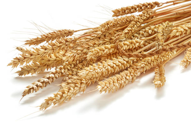 istock ears of wheat 1063897000