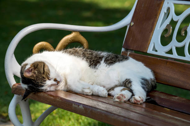 Domestic stray cat is sleeping on bench in the garden, Turkey.