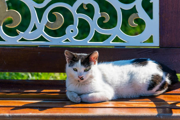 Domestic stray cat is sitting on bench in the garden.