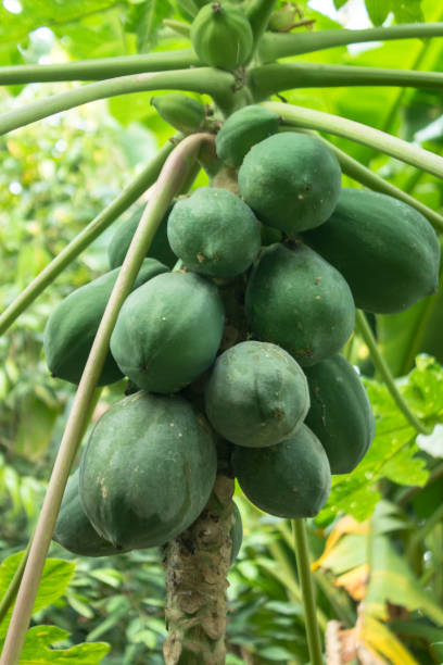 istock Papaya tree with fruits. 1063902000