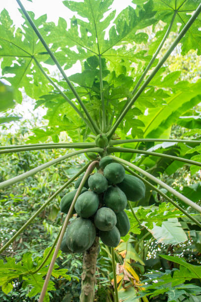 istock Papaya tree with fruits. 1063902058