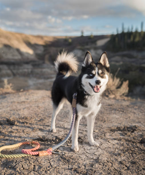 dog hiking outdoors smiling Happy healthy dog being obedient and looking at camera while out on a hiking adventure outdoors in beautiful settings drumheller stock pictures, royalty-free photos & images